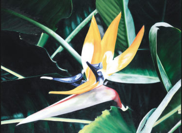 Deep In Paradise – 28″x22″ – Oil