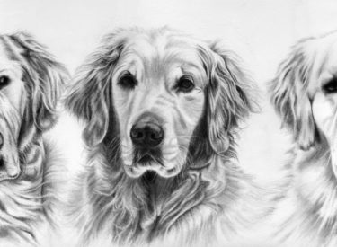 Murphy, Kendzie and Boomer – Pencil