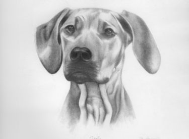 Zoe – Pencil
