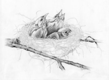 Babies – Pencil