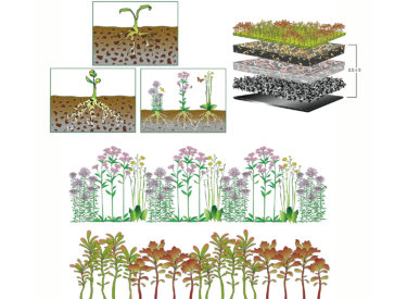 Ford Motor Co. Rouge Center Living Roof Digital Illustrations